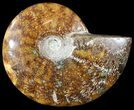 Wide Polished Cleoniceras Ammonite - Madagascar #49433-1